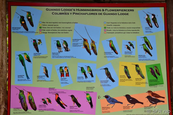 Vogelplakat Ecuador