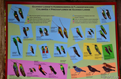 Vogelplakat Ecuador