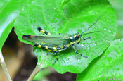 Chromacris Peruviana Heuschrecke in Ecuador