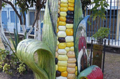Maiskolben  vor Villa Carmen in Sangolqui, Ecuador