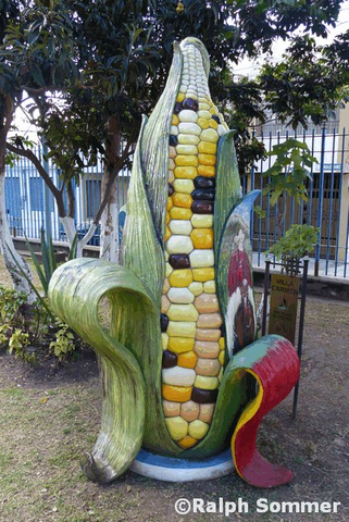 Maiskolben  vor Villa Carmen in Sangolqui, Ecuador
