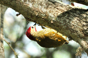 Olivmantelspecht auf Ast im Nationalpark Machalilla in Ecuador