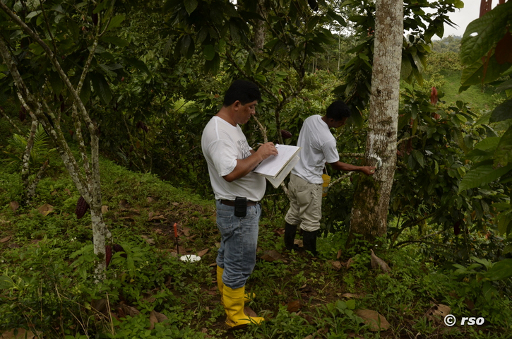 Teakbäume werden vermessen, Ecuador
