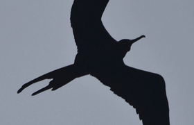 Fregattvogel im Flug