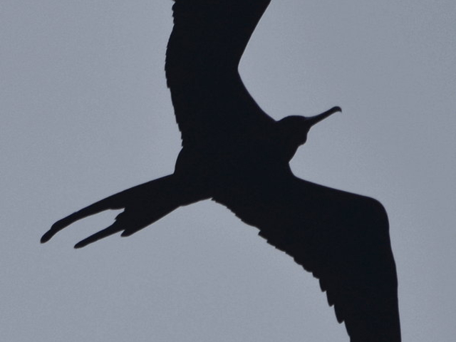 Fregattvogel im Flug