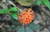 Orange Ixora in Ecuador