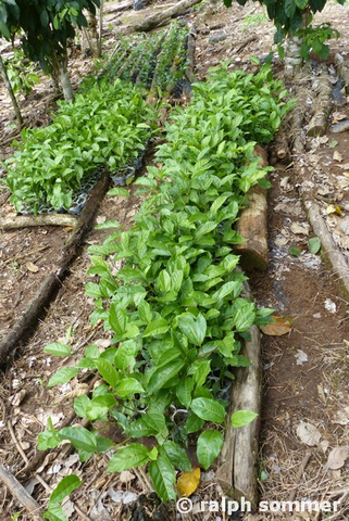 Maracuyapflanzen in Ecuador