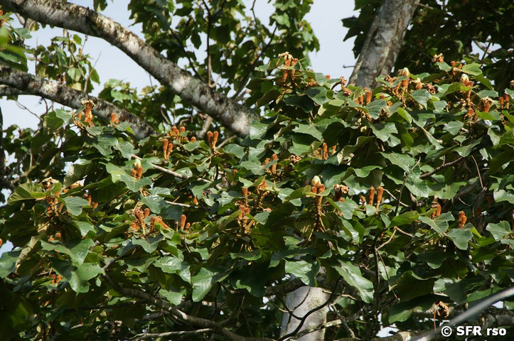 Waschnussbaum el Jaboncillo sapindus saponaria Galapagos