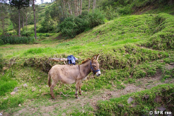 Esel bei Riobamba, Ecuador
