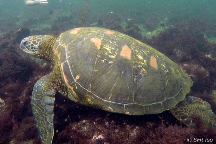 Schnorcheln mit einer grünen Meeresschildkröte Insel Isabela Gaápagos
