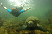 Mit Meeresschildkröte bei Los Tuneles, Galapagos