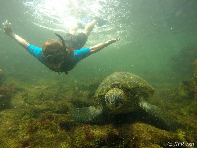 Mit Meeresschildkröte bei Los Tuneles, Galapagos