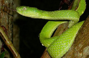 Bothriechis Lateralis Palm Viper snake in Ecuador