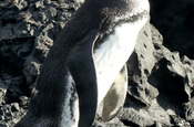Humboldt Pinguin Spheniscus homboldti Insel Las Tintoreras Isabela Galapagos