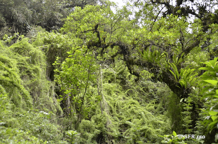 Vegetation am El Chorro Wasserfall in Ecuador