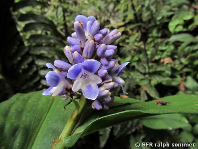 Orchidee blau in Ecuador