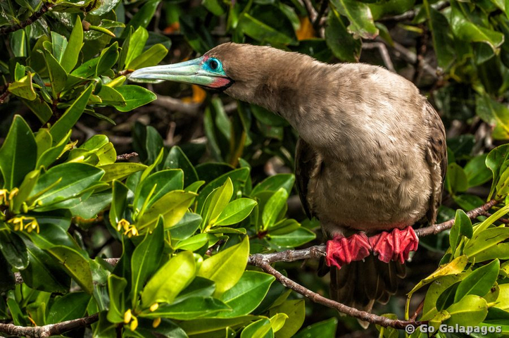 Rotfußtölpel auf Mangrovenast, Galapagos