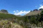 Berglandschaft Kiefernwald Nationalpark Cajas Ecuador