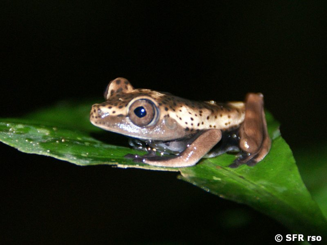 Geograficus hyla treefrog in Ecuador