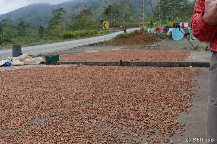 Kakaobohnen trocknen in Ecuador