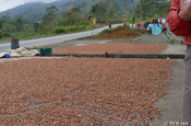 Kakaobohnen trocknen in Ecuador