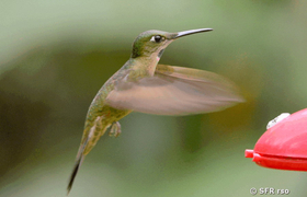 Kolibri (fawn breasted brilliant)