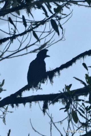 Langlappen Schirmvogel in Ecuador
