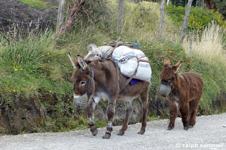 Packesel auf dem Weg zum Chimborazo, Ecuador