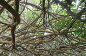 Mangrovenwurzeldach in Ecuador