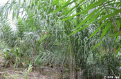 Palmito Palme in Ecuador