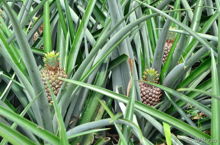 Ananas im Feld, Ecuador