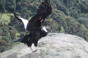 Andenkondor landend in Ecuador