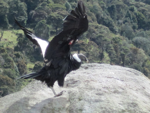 Andenkondor landend in Ecuador