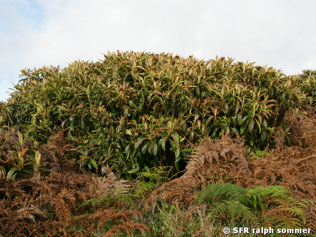 Miconia Robinsoniana, Galapagos