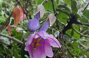 Passiflora Blüte in Ecuador
