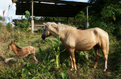 Fohlen Stute in Ecuador