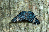 Amazon Blue Cracker auf Baumstamm, Ecuador