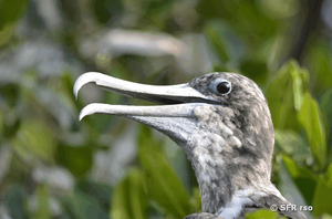 junger Fregattvogel Ecuador