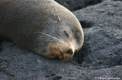 Schlafender Seebär auf Santiago, Galapagos