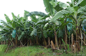 Bananenplantage im Küstenvorland, Ecuador