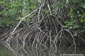 Mangrovenwurzeln San Lorenzo in Ecuador