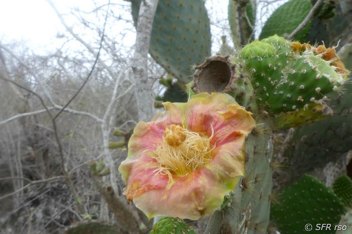 Opuntienkaktus Kaktusfeige Opuntia echios Blüte Galapagos