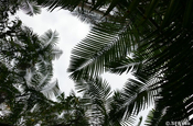 Palmenhimmel in Mindo, Ecuador