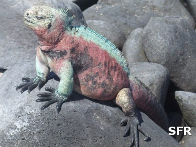  Meerechse auf den Galápagos Inseln
