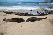 Meerechsen am Strand Galápagos