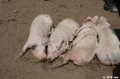 Hausschweine Markt in Saquisili, Ecuador