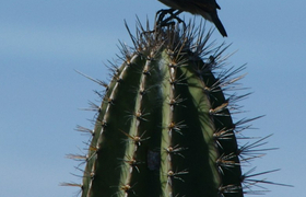 Kaktusfink