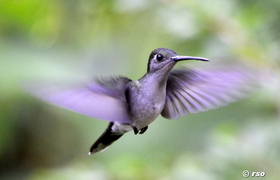Kolibri (grey breasted sabrewing)