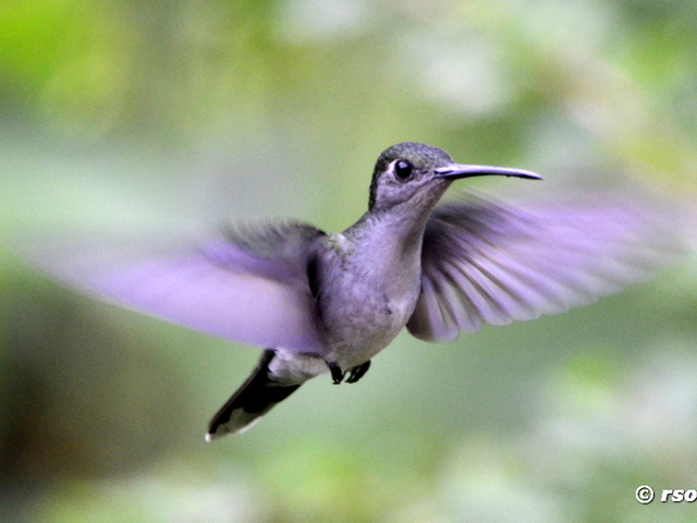 Kolibri (grey breasted sabrewing)