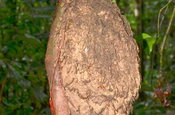 Termitennest in Ecuador